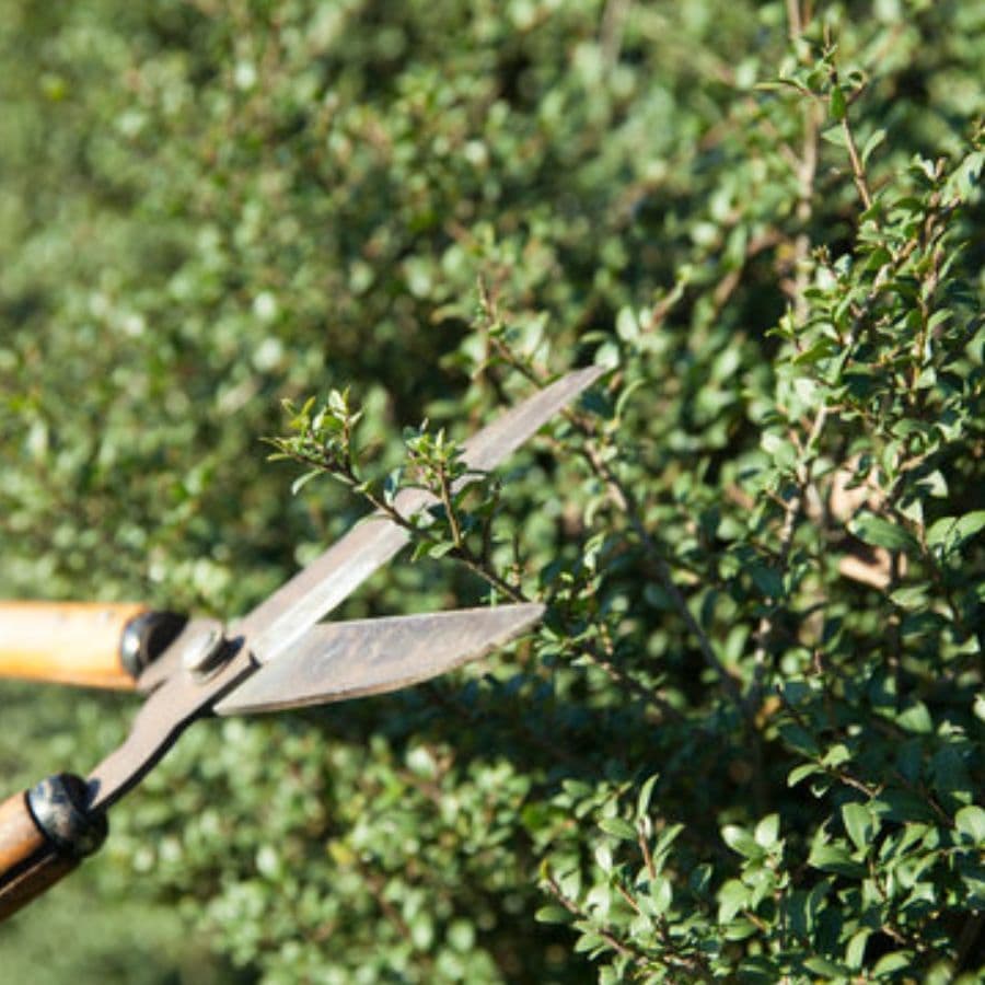 庭木剪定 日進市 | 日進市で庭木剪定ならお庭の窓口日進市