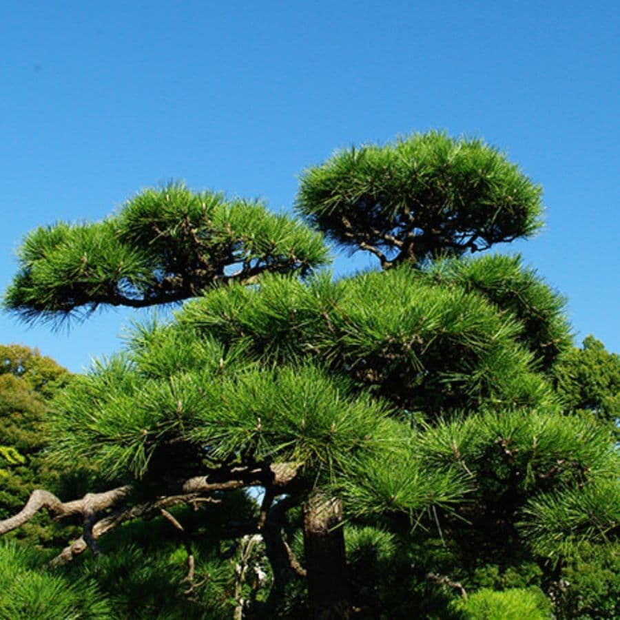 松の木剪定・伐採 日進市 | 日進市で松の木剪定・伐採ならお庭の窓口日進市