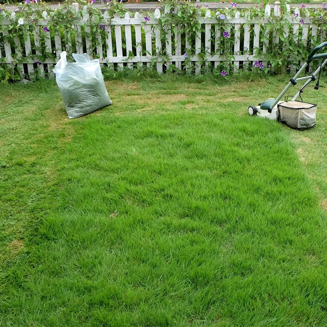 芝生の手入れ 日進市 | 日進市で芝生の手入れならお庭の窓口日進市