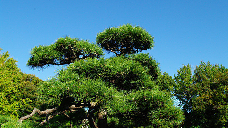 工事完成 | 日進市で庭木の剪定・伐採ならお庭の窓口日進市