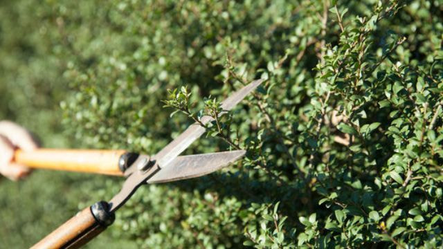 庭木剪定 日進市 | 日進市で庭木剪定ならお庭の窓口日進市